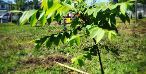 A young butternut tree (aka white walnut) planted in the Operation Fruit Rescue Edmonton Mini Orchard. Searchable on Edmonton's Edible Tree Map.